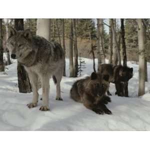  Trio of Gray Wolves, Canis Lupus, Rest in a Snowy 