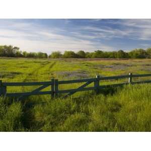  Texas Blue Bonnets, Vetch in Meadow Near Brenham, Texas 