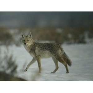  of a Coyote Walking Across the Snow National Geographic Collection 